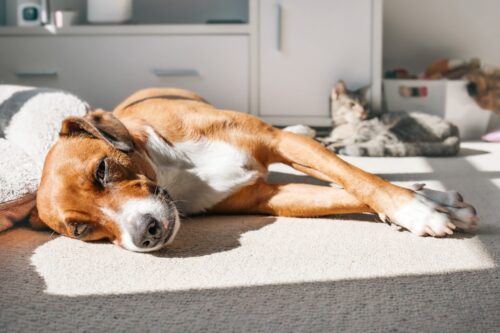 横たわるハリアミックス犬