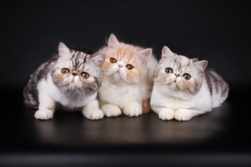 エキゾチックショートヘアの猫3匹