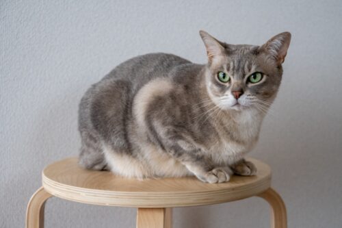 椅子の上にのるオーストラリアンミスト