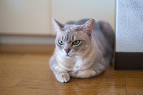 寛ぐオーストラリアンミスト