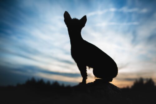 犬のシルエット