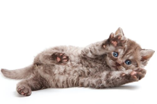 セルカークレックスの子猫