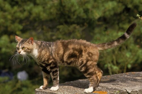 アメリカンワイヤーヘアの猫