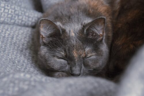 眠っているブラジリアンショートヘア