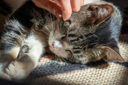 撫でられているアメリカンワイヤーヘアの猫