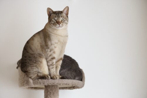 キャットタワーに乗るオーストラリアンミスト