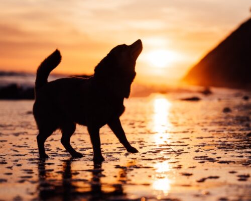 夕日をバッグにした犬のシルエット