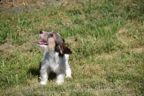見上げるプチバセットグリフォンバンデーンの子犬