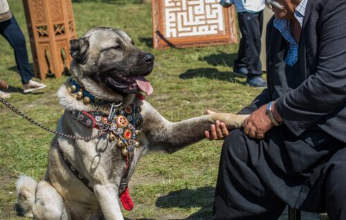 人と握手をする着飾ったカンガール・ドッグ