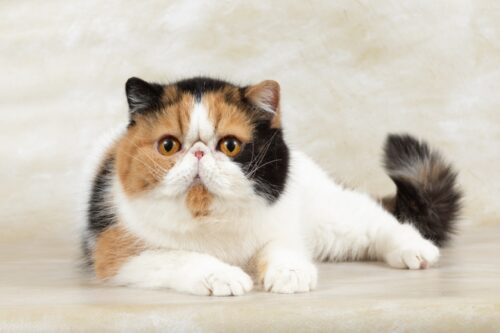 くつろぐエキゾチックショートヘア