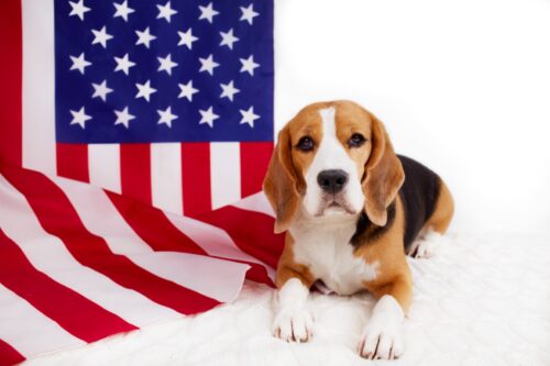 アメリカの国旗と写るビーグル