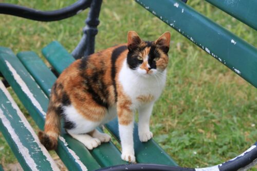 ベンチに座るアメリカンワイヤーヘアの猫