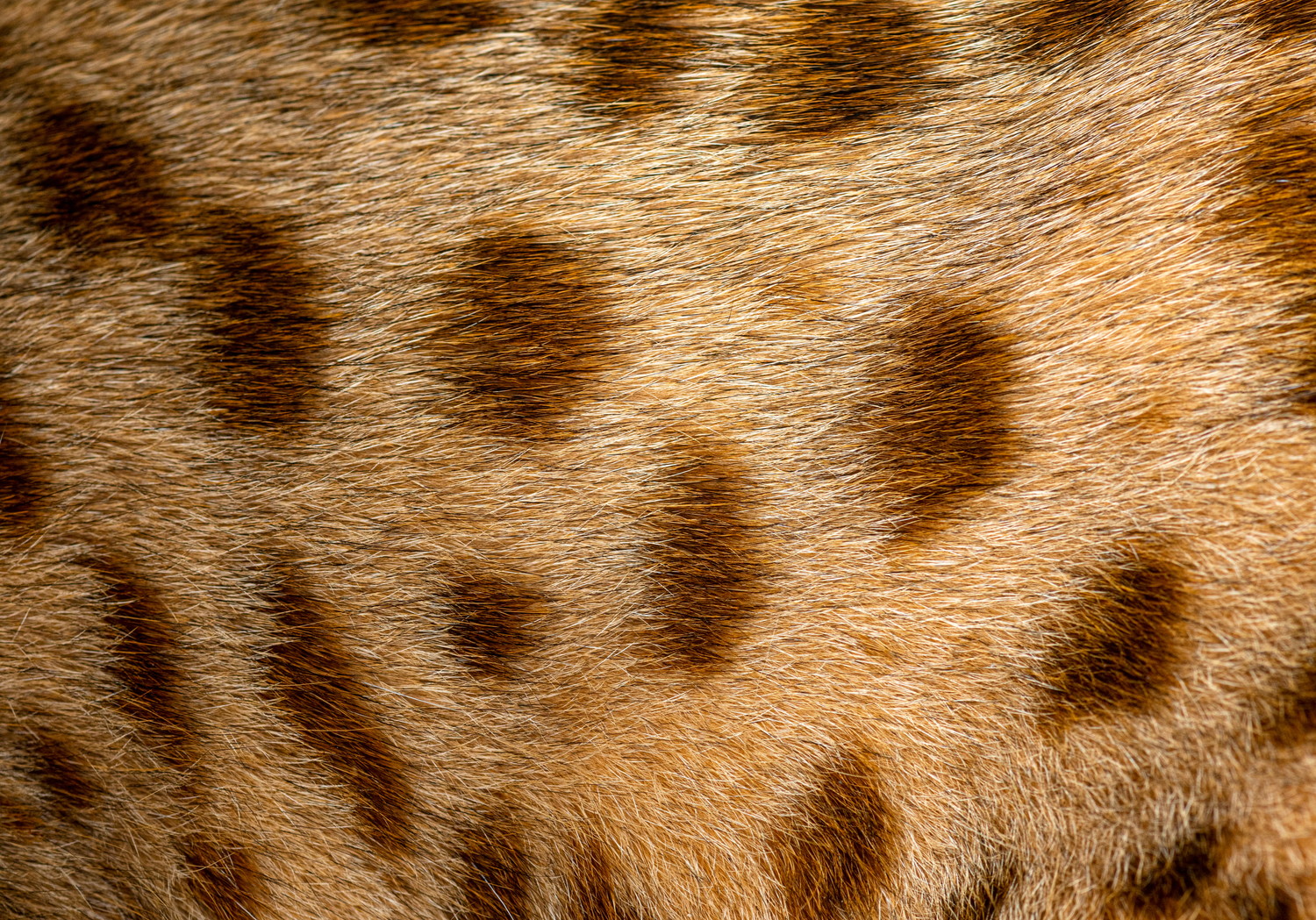 猫のヒョウ柄パターンのイメージ