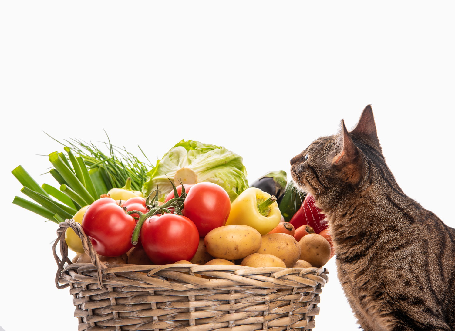 野菜が入ったバスケットの方に顔を向ける猫