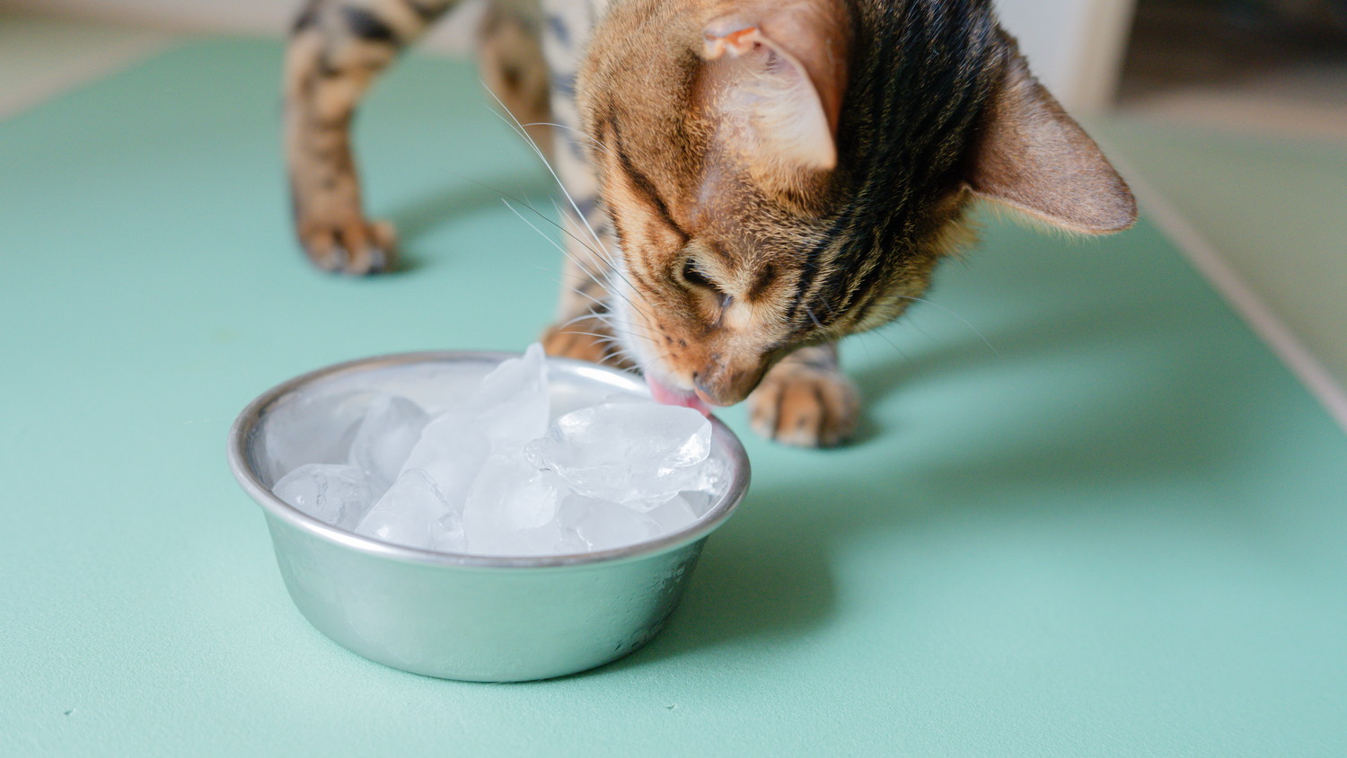 食器に入った氷を舐めている猫