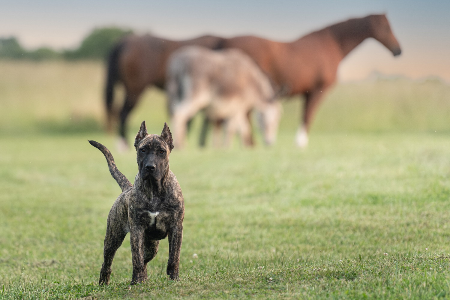 馬を守るように立っているプレサ・カナリオの子犬