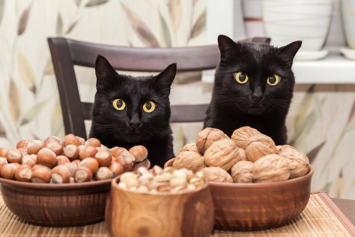 席についている2頭の猫とナッツが入った器が並ぶ光景