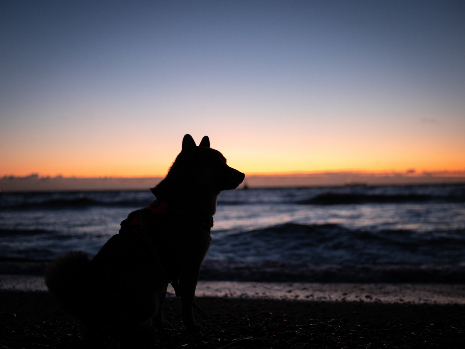 海のそばに座っている日本犬のシルエット