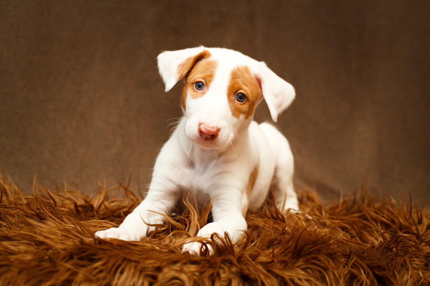 敷物の上で伏せて前を見つめるイビザン・ハウンドの子犬