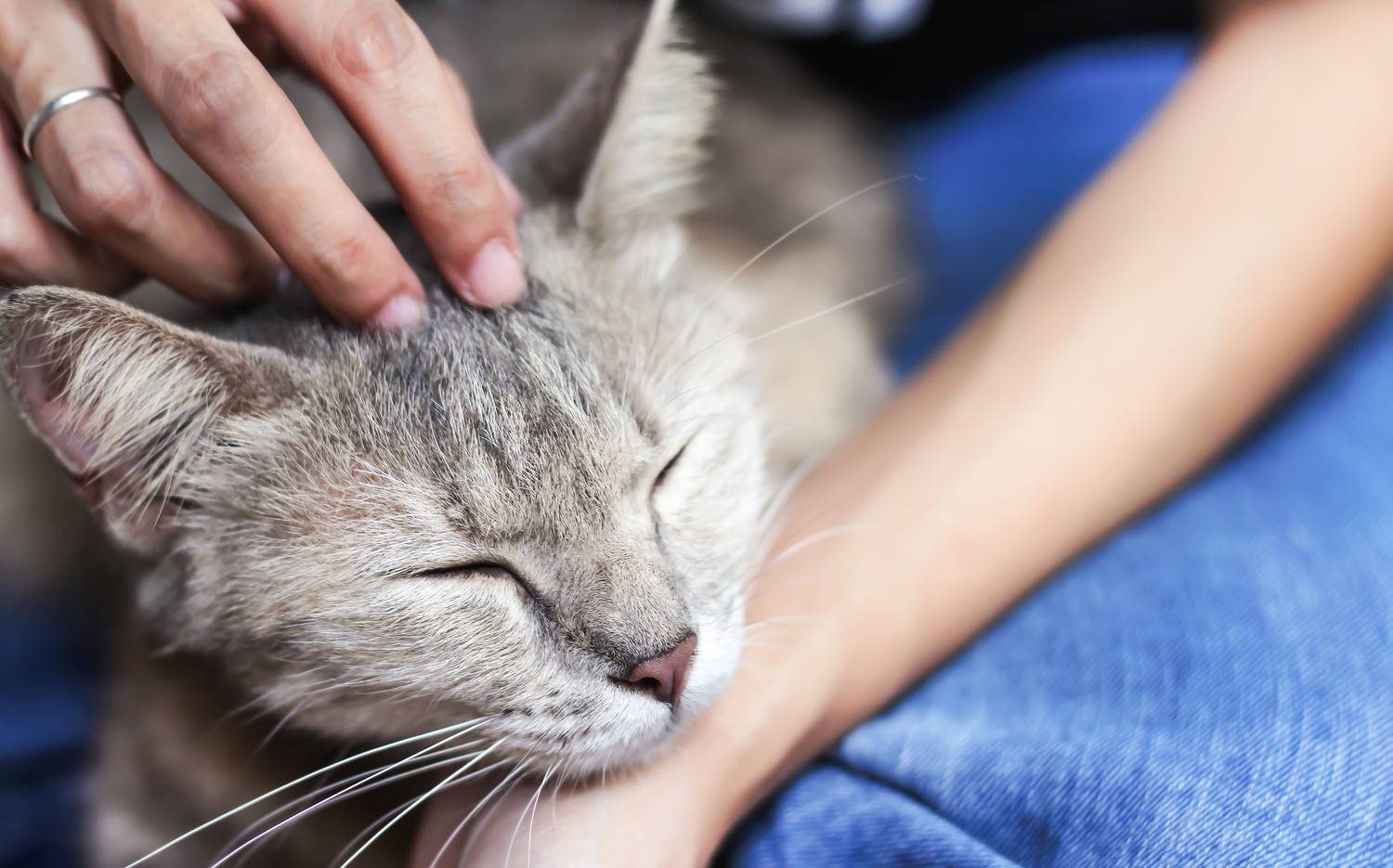 飼い主に頭をなでられている猫