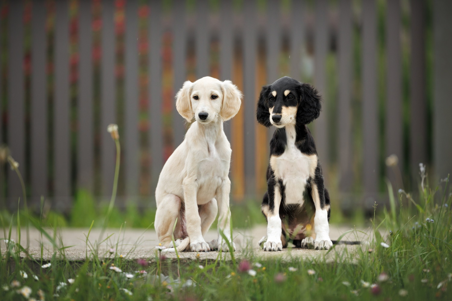並んで座っている2頭のサルーキの子犬たち