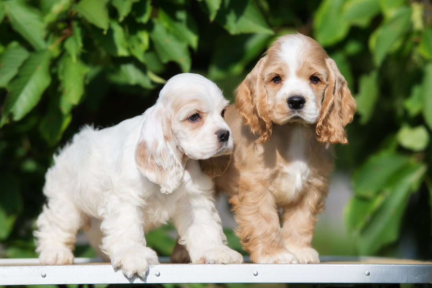 並んで立つ2頭のアメリカン・コッカー・スパニエルの子犬