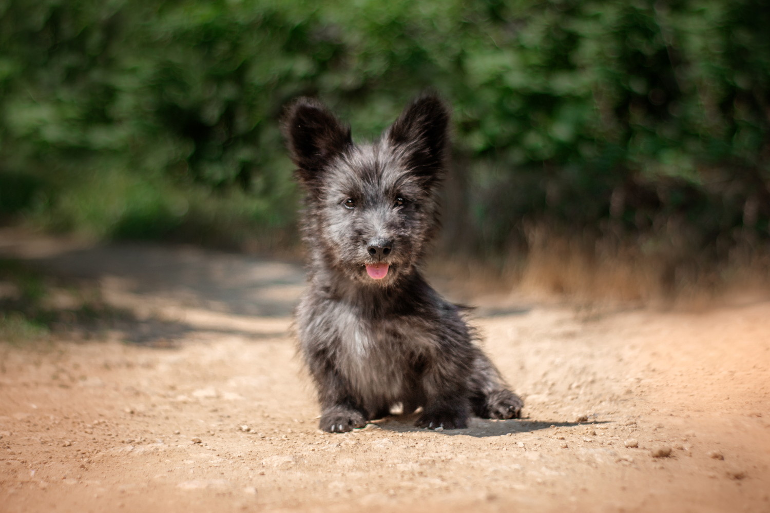 地面に座って正面を見つめるスカイ・テリアの子犬