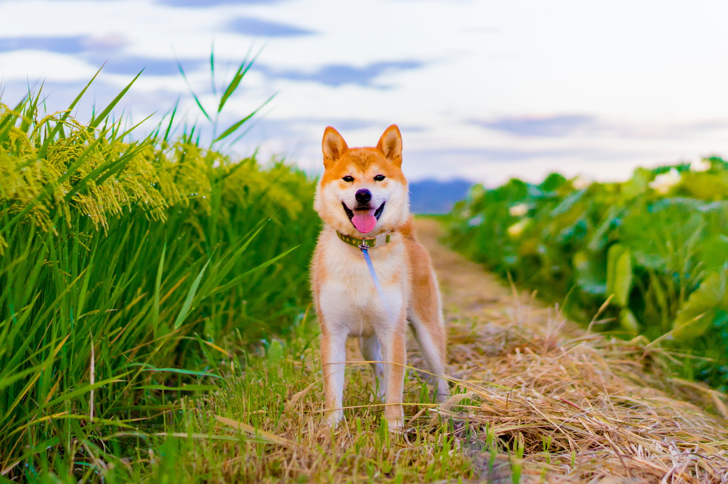 田んぼのそばに立っている現代の柴犬