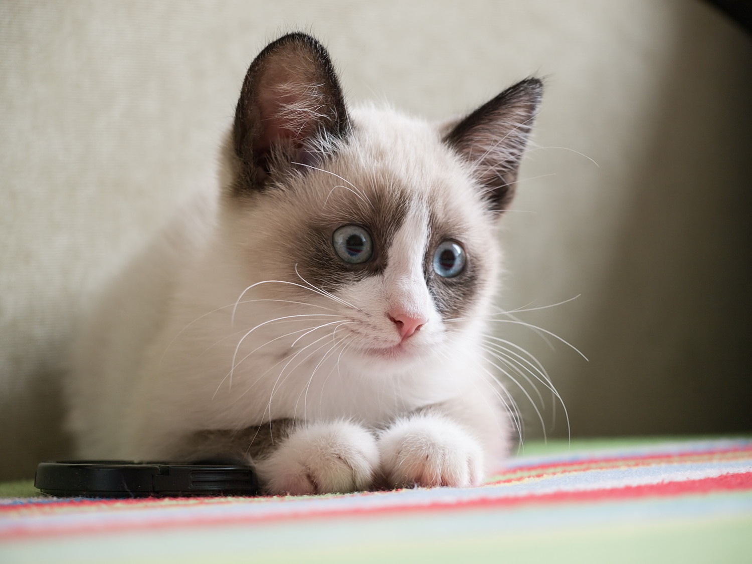 伏せたままどこかを見つめるスノーシューの子猫