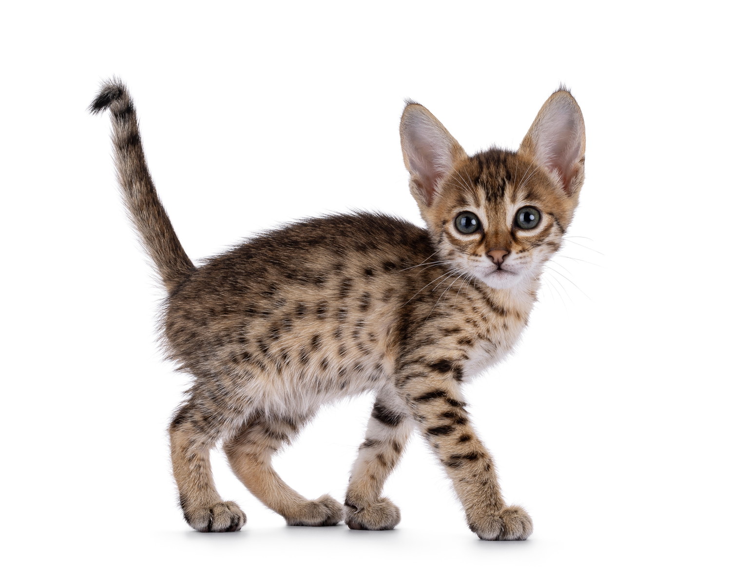 サバンナキャットの子猫の立ち姿