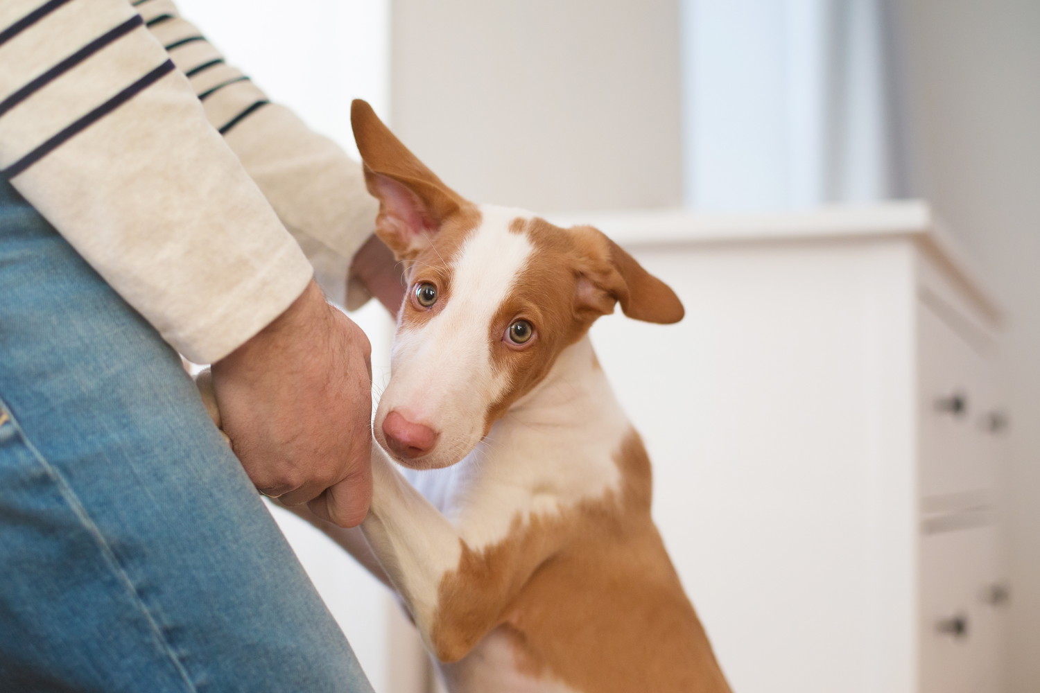 飼い主と触れ合いながら甘えるイビザン・ハウンドの子犬