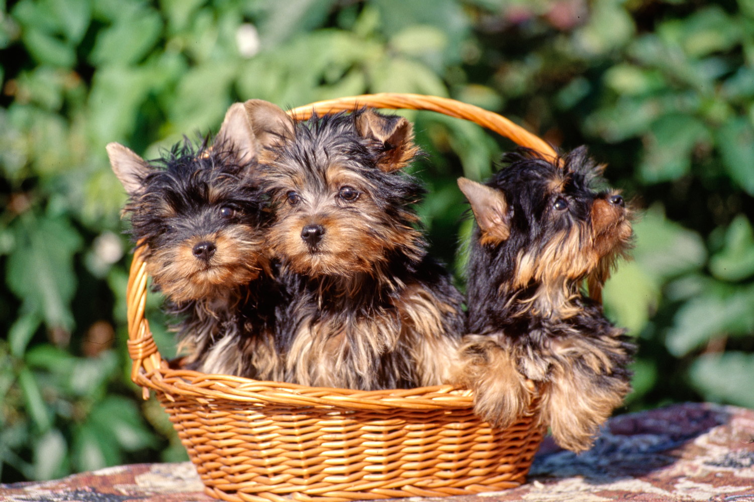 バスケットに入った3頭のオーストラリアン・シルキー・テリアの子犬