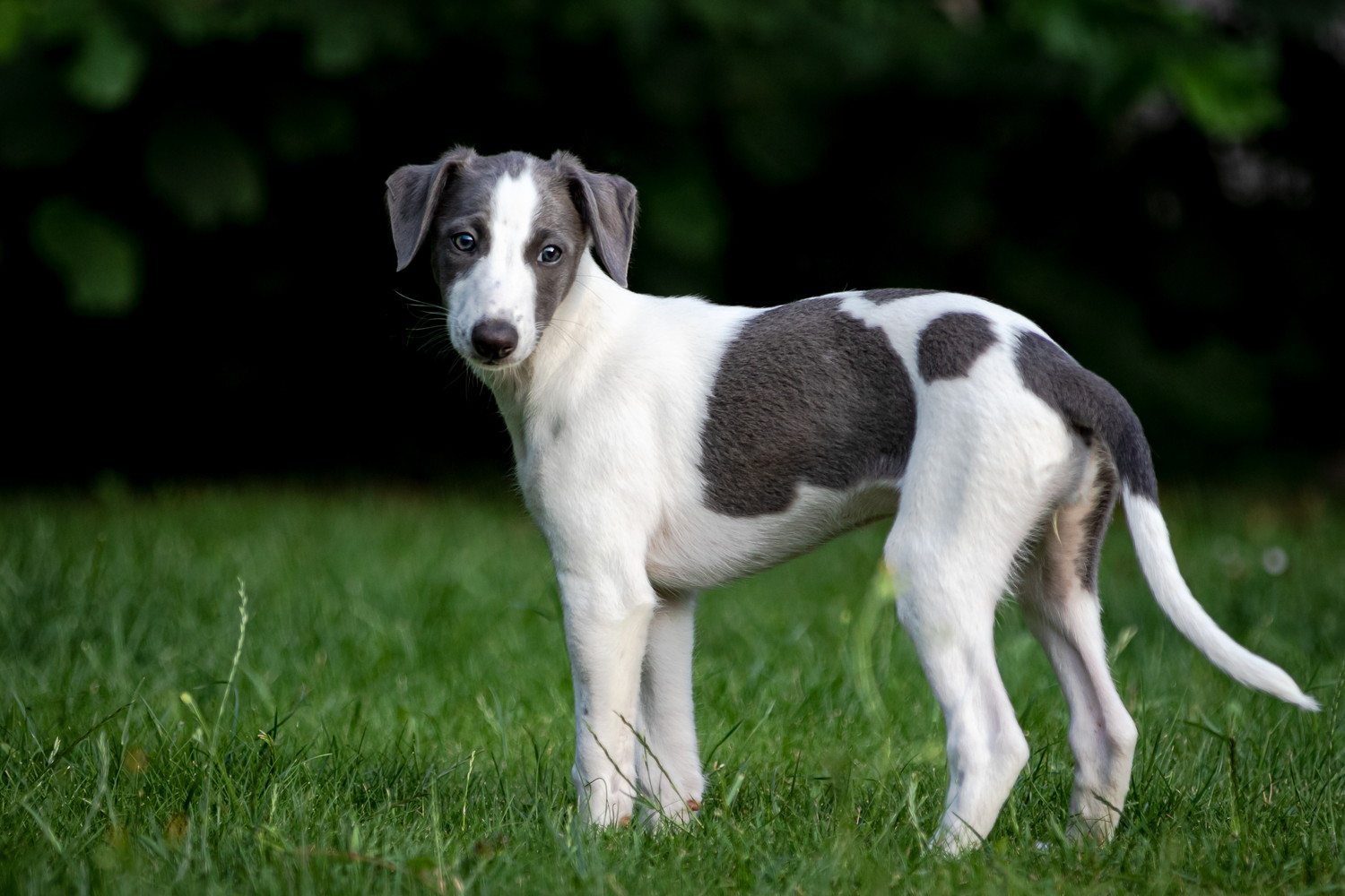 後ろを振り返るグレーハウンドの子犬