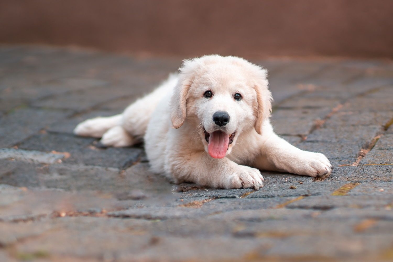路上で伏せているクーバースの子犬