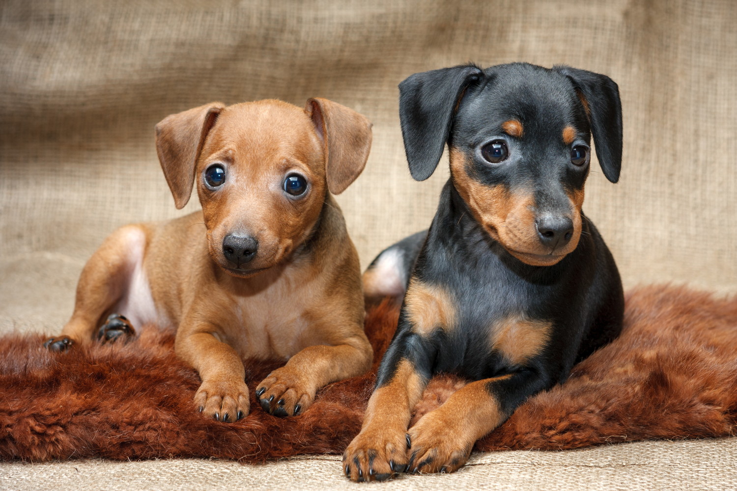敷物の上で並んで伏せる2頭のミニチュア・ピンシャーの子犬