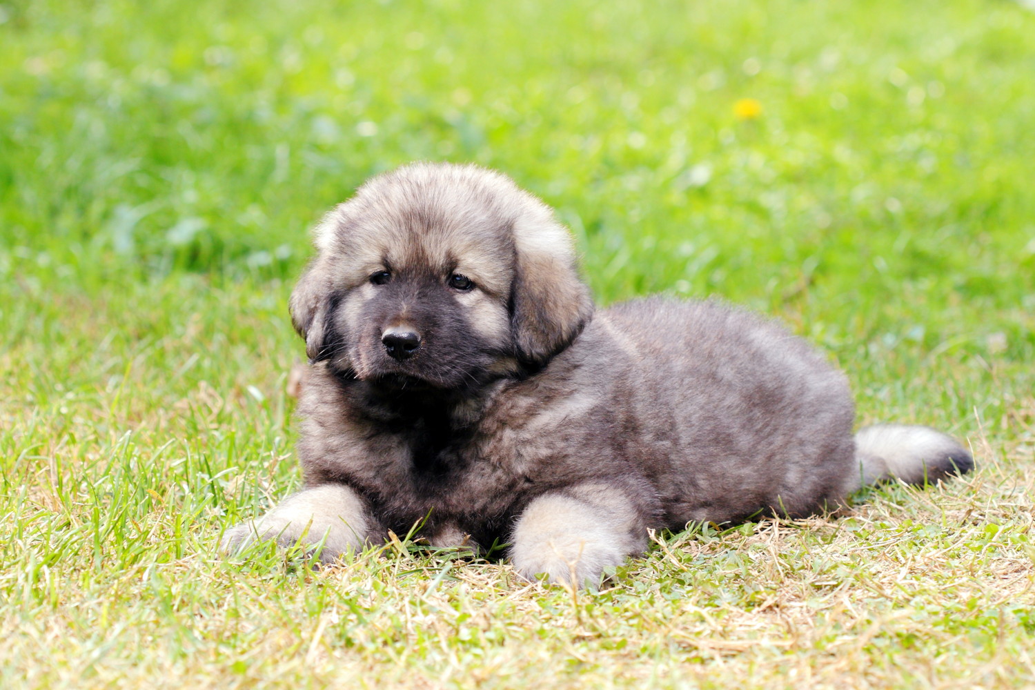 芝生の上で伏せているシャルプラニナッツの子犬