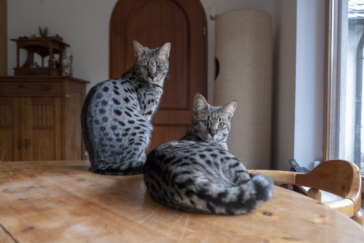 テーブルの上に乗っている2頭のサバンナキャット