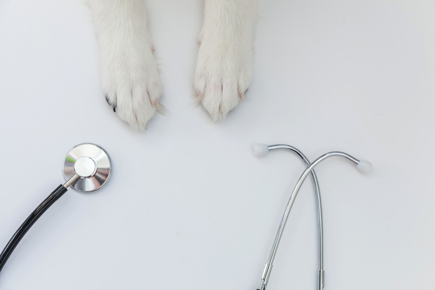 犬の足元に置かれた聴診器