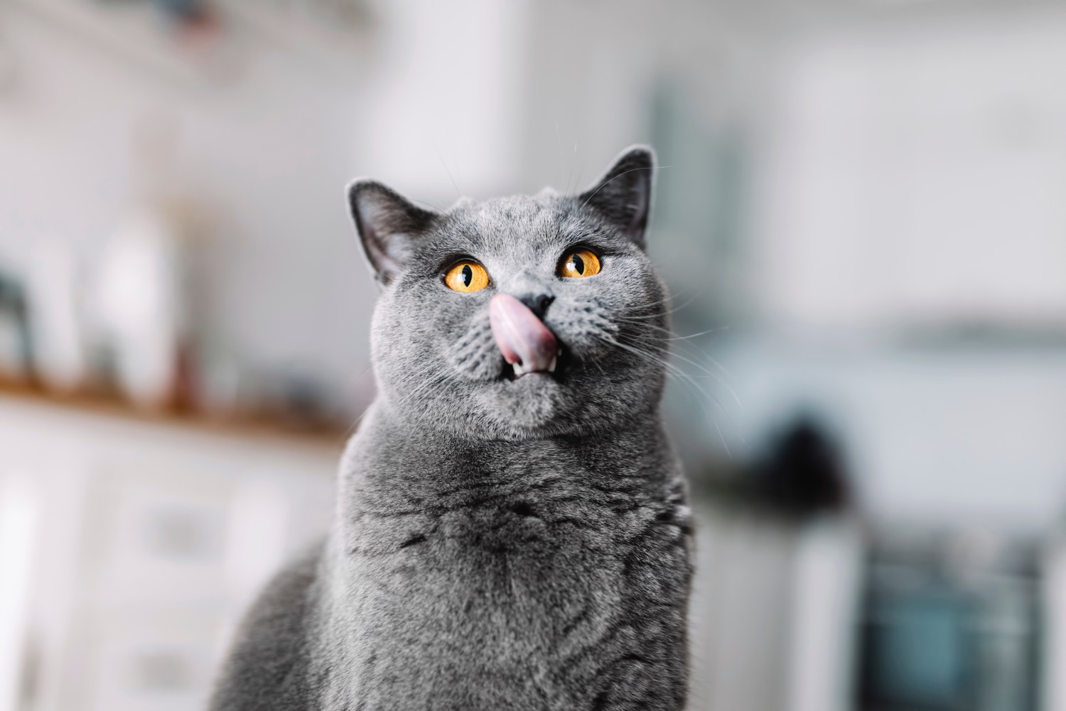 口元を舌で舐めている猫