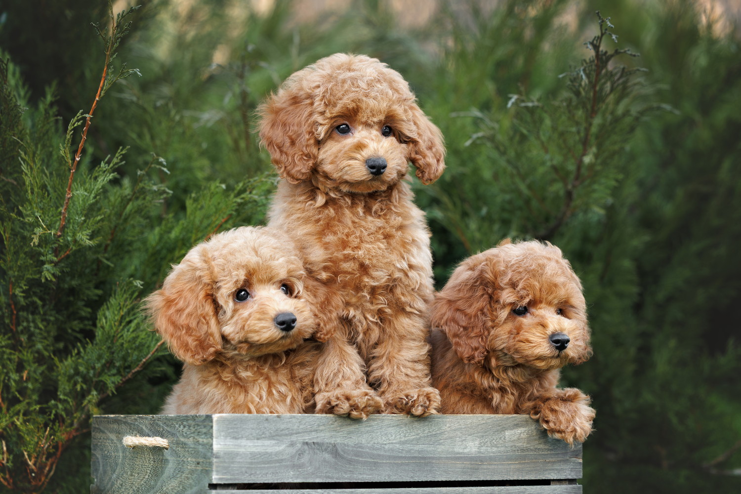 木箱に入った3頭のプードルの子犬たち