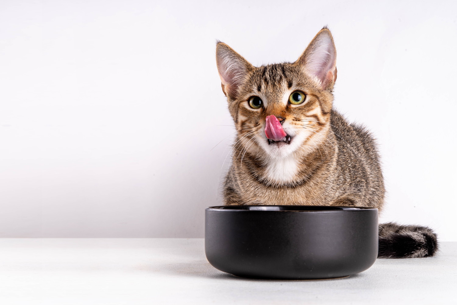 食器の前に座って口元を舌で舐めている猫
