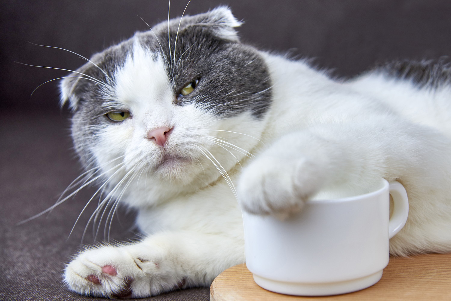 不機嫌な表情でカップの飲み口を前足で覆う猫