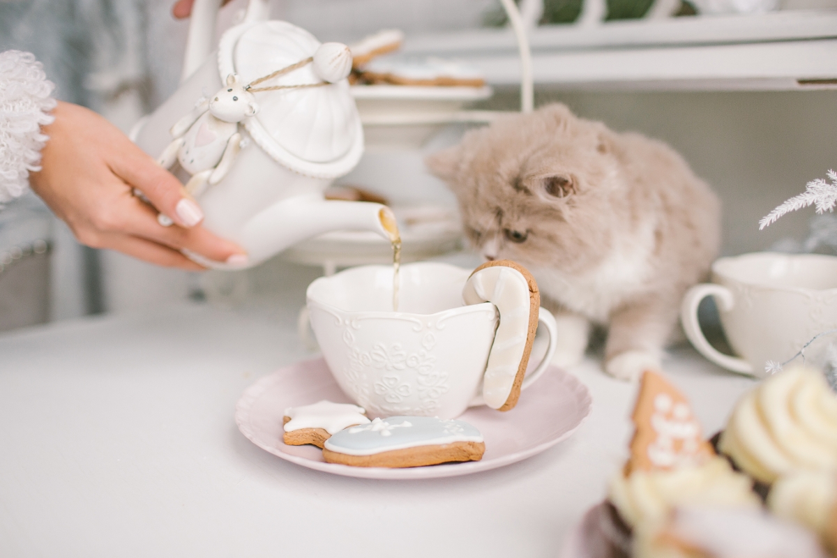 ティーカップをのぞく猫
