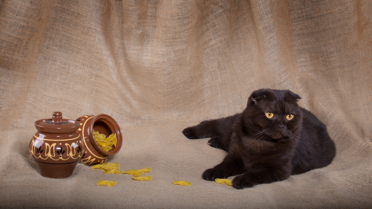 猫とパスタ