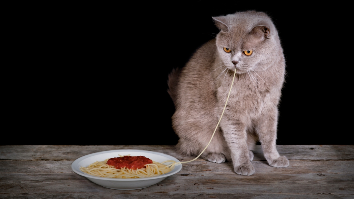 パスタを食べる猫