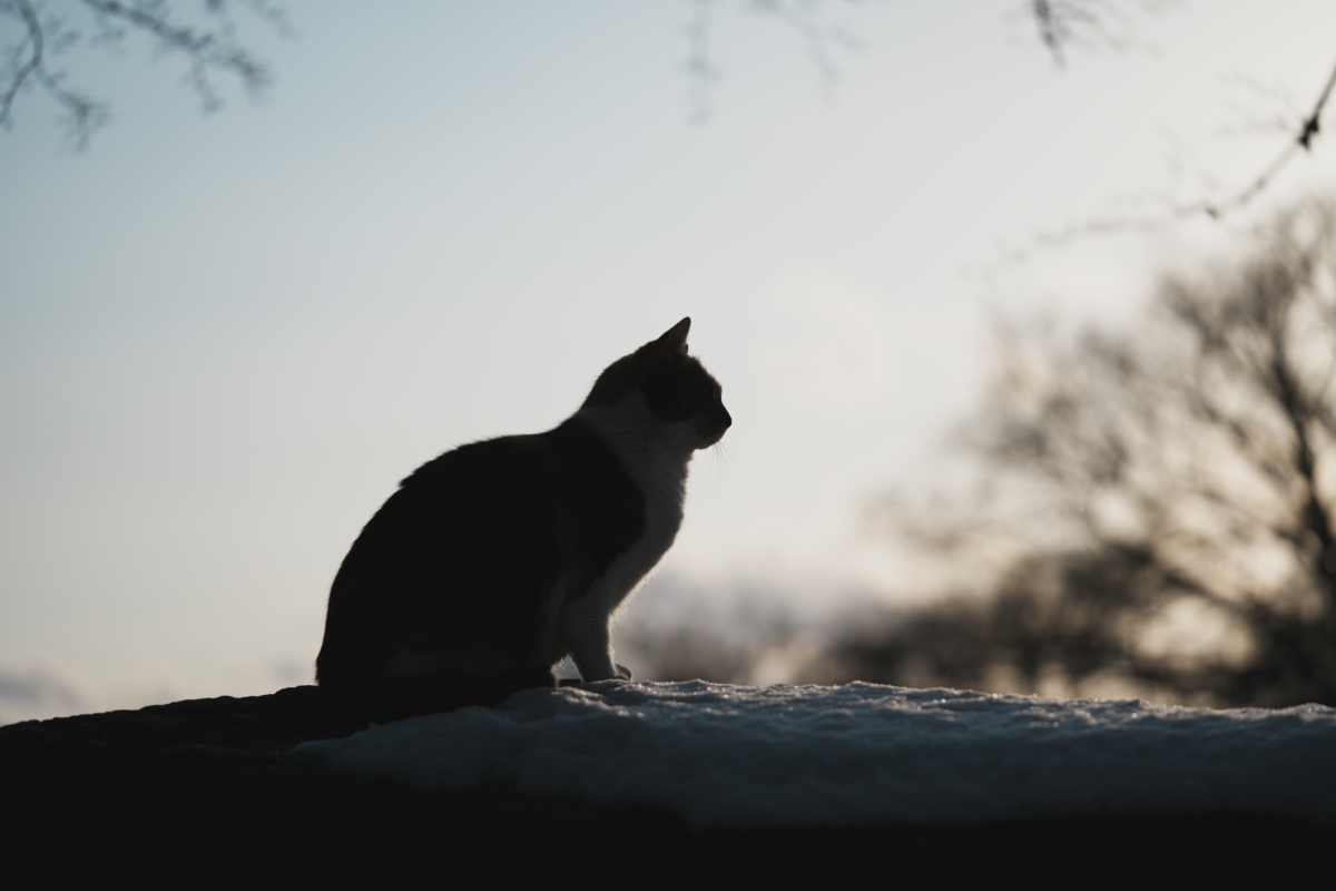 猫のシルエット
