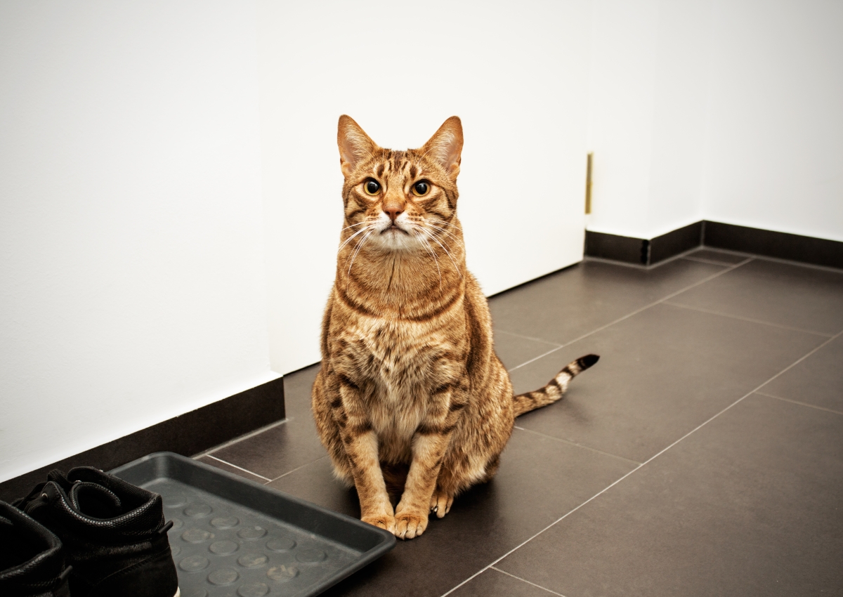 静かに待つオシキャット