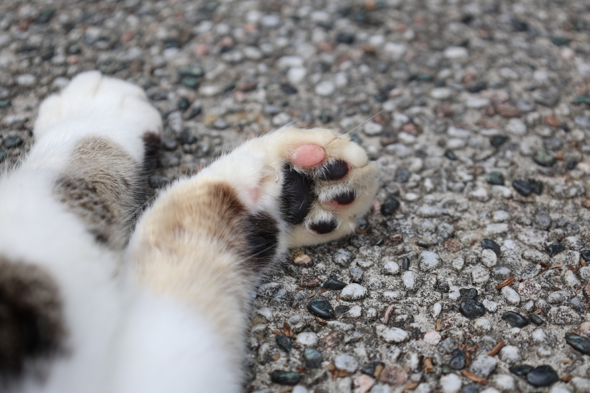 猫の足