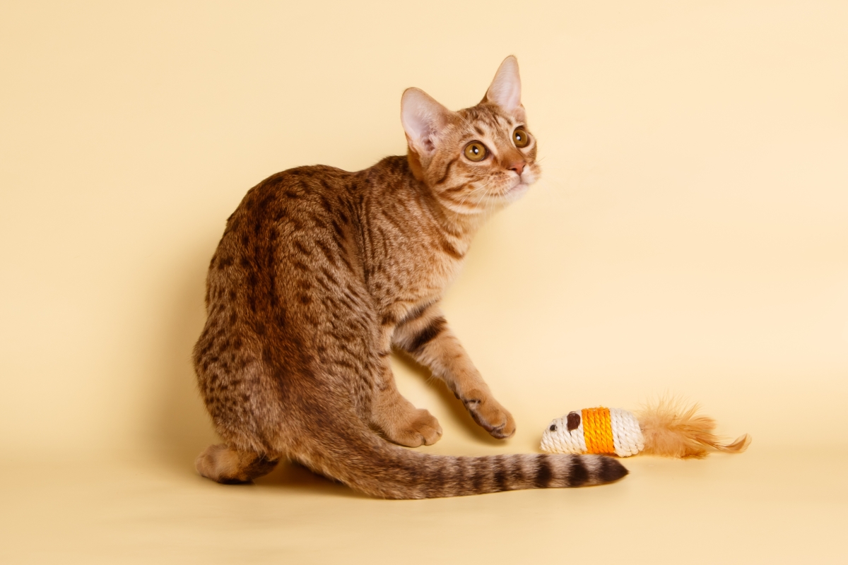 おもちゃで遊ぶオシキャット