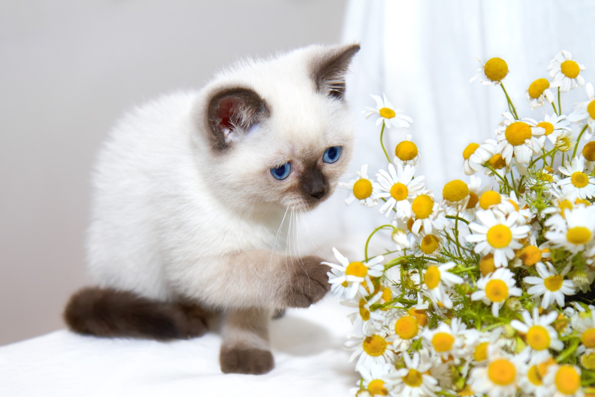 カモミールの花と猫